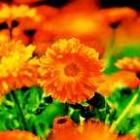 Calendula Weleda