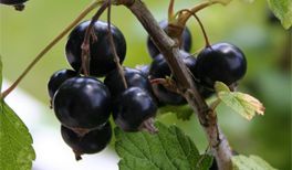 Schwarze Johannisbeere