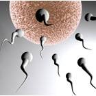 Spermienqualität