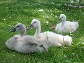 Baby Club Mamas aus Rhein-Erft-Kreis