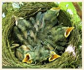 Baby Club Gemeinsam hibbeln und schwanger werden 2014-2015