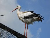 Baby Club Kinderwunsch in Berlin-Spandau & Umgebung 