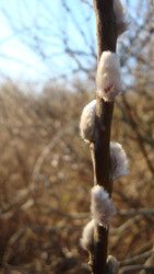 Baby Club Kinderwunsch Hamburg Nord - Pinneberg