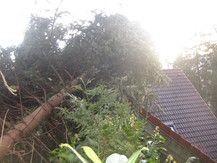 Die Weihnachtstanne fiel in die falsche Richtung und landete auf dem Dach des Nachbarn.