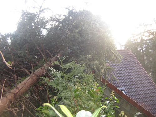 Die Weihnachtstanne fiel in die falsche Richtung und landete auf dem Dach des Nachbarn.