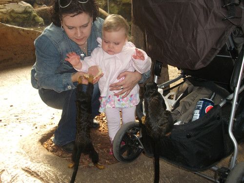 Äffchen-Attacke / Mama ist die beste Beschützerin