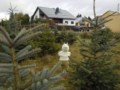 Wir suchen unseren Weihnachtsbaum selber aus 