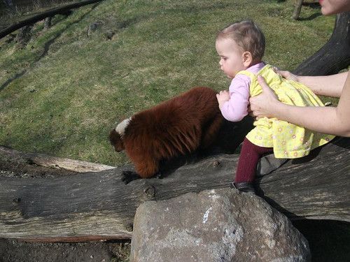 Vari-Kuschel-Attacke