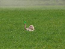 Flieg....Drache ....flieg!!!!!!