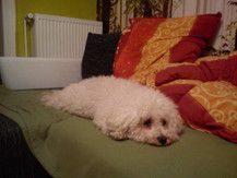 Baby kommt bald im Sommer, bis dahin entspannt sich vor allem unser Hund! 