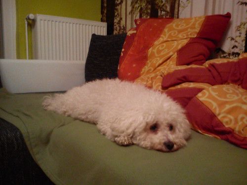 Baby kommt bald im Sommer, bis dahin entspannt sich vor allem unser Hund! 