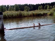 Wir machen eine entspannende Ruderbootstour auf dem Plauer See. Auch die Enten relaxen  .-)