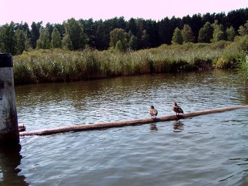 Wir machen eine entspannende Ruderbootstour auf dem Plauer See. Auch die Enten relaxen  .-)