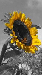 Profilfoto  kroetchen