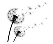 Profilfoto  Pusteblume_88