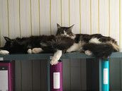 Profilfoto  Coonie83