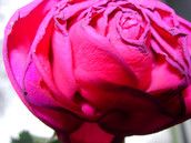 Profilfoto  rosa-lia