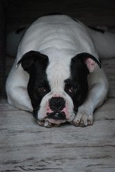 Profilfoto  bullymaus