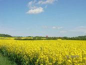 Profilfoto  JenniwillMamawerden