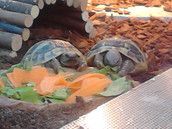 Profilfoto  Erdbeere2015