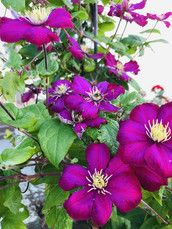 Profilfoto  Blumenkind84