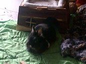 Profilfoto  MarySilver