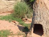 Profilfoto  schwarzerLeopard