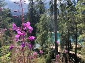 Profilfoto  Silver2020