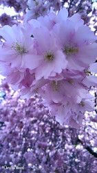 Profilfoto  Mina1977