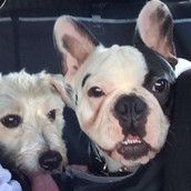 Profilfoto  Frenchbully_1