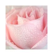 Profilfoto  Babylino