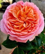 Profilfoto  Steffi394