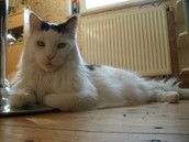 Profilfoto  Sonnenblume2013