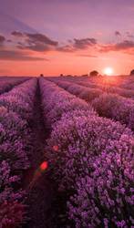 Profilfoto  Streuselsturm87