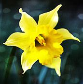Profilfoto  daffodil