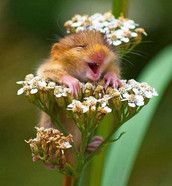 Profilfoto  HuskieFee