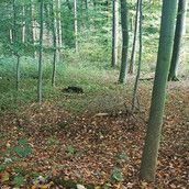 Profilfoto  Autumn33