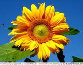 Profilfoto  Hibbeldribbel34