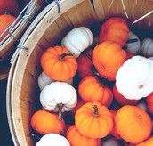 Profilfoto  Herbstfee