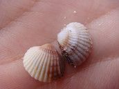 Profilfoto  sweetwuschel