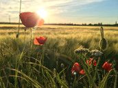 Profilfoto  girasol2008