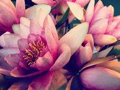 Profilfoto  ChrissyGirl