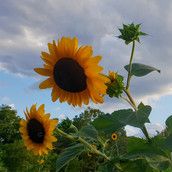 Profilfoto Sabine Klass