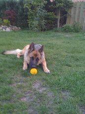 Profilfoto  zorrolinchen