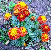 Profilfoto  Naturkind91