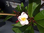 Profilfoto  Schokoflake