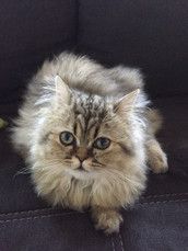 Profilfoto  Schokopri