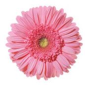 Profilfoto  gerbera77