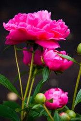 Profilfoto  Pfingstrose2000