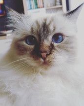 Profilfoto  Schlumpfina